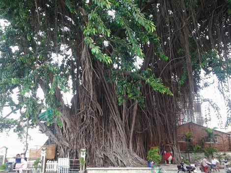 Biên[-]Hòa[-]có[-]những[-]"cụ"[-]cây[-]trăm[-]tuổi